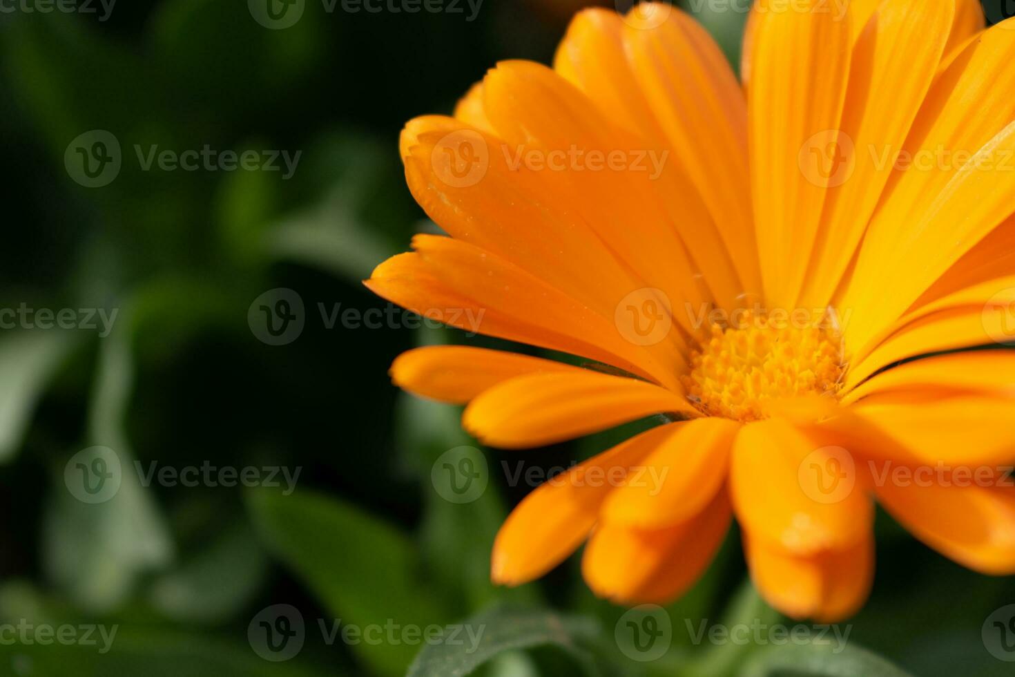 Beautiful orange calendula officinalis flower close up in a garden on a green background photo