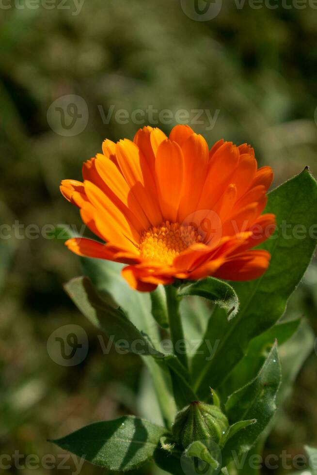 Beautiful orange calendula officinalis flower close up in a garden on a green background photo