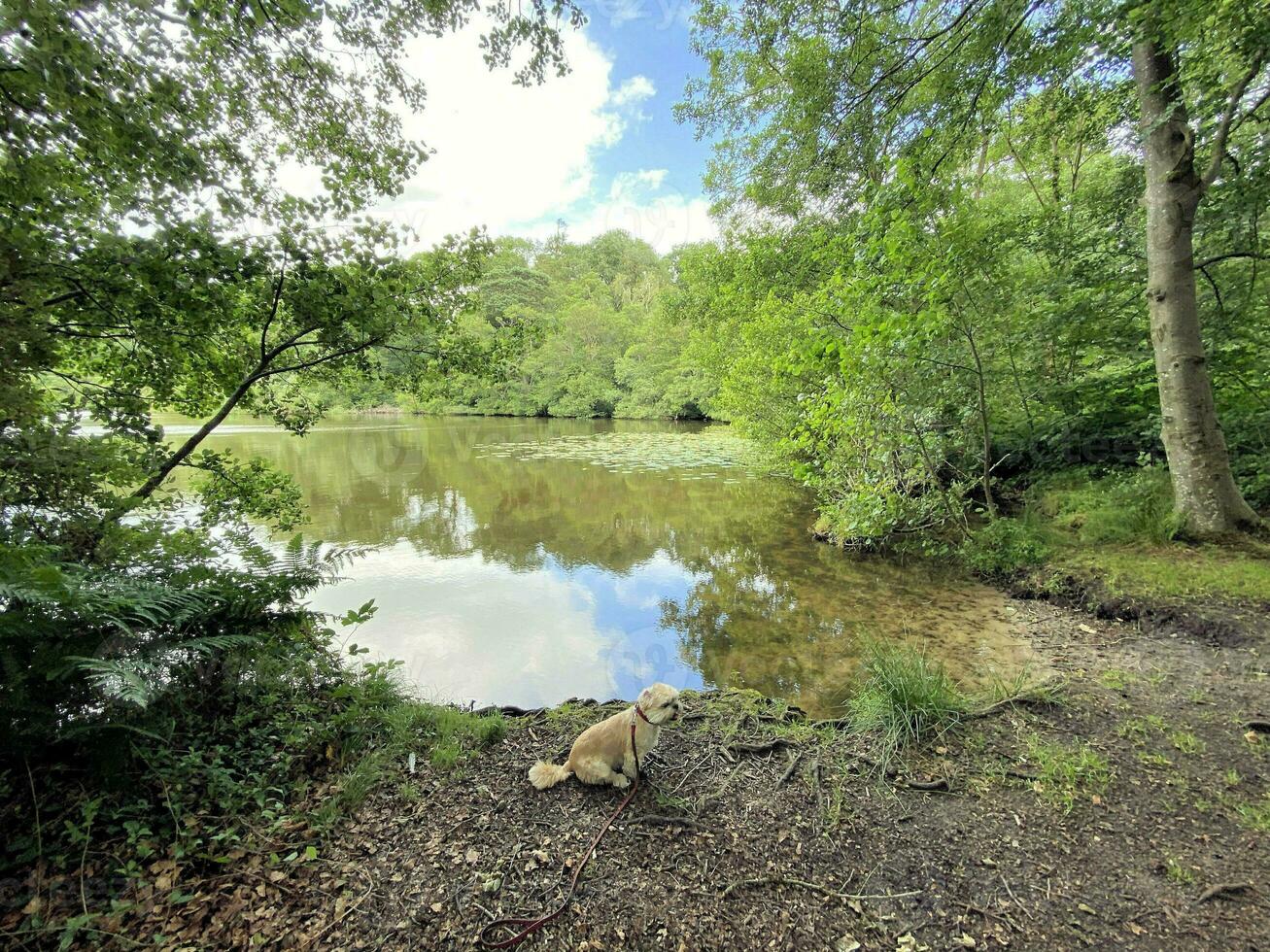 un ver de blake mero lago cerca ellesmere en Shropshire foto