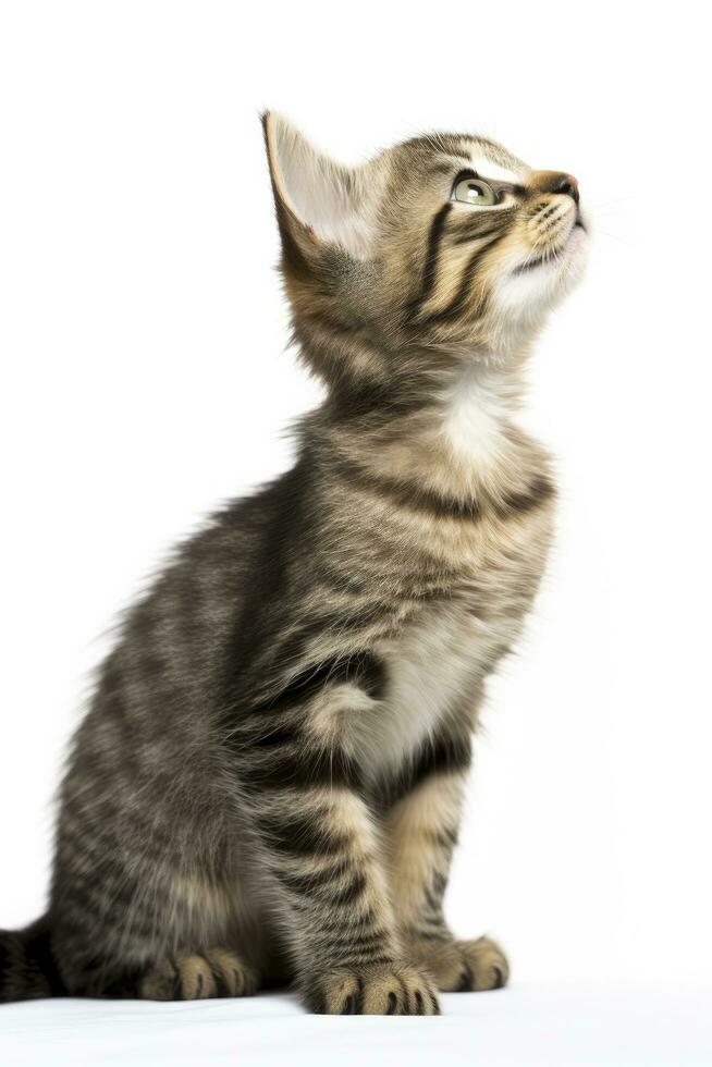 AI generated Playful funny kitten looking up isolated on a white background. AI Generated photo