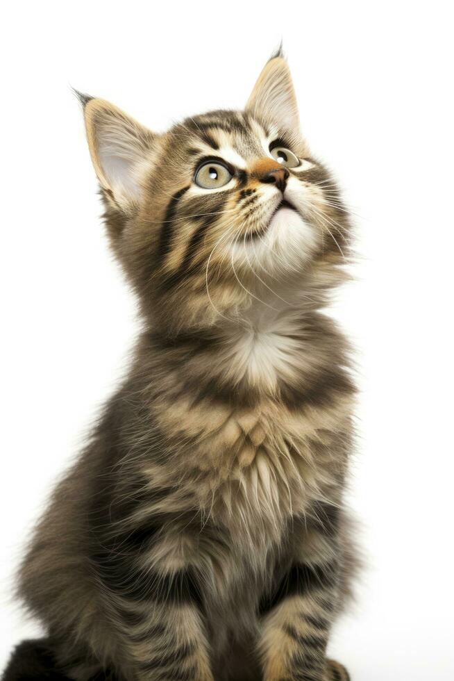 AI generated Playful funny kitten looking up isolated on a white background. AI Generated photo
