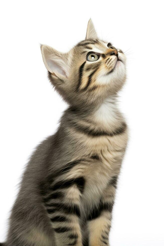 AI generated Playful funny kitten looking up isolated on a white background. AI Generated photo