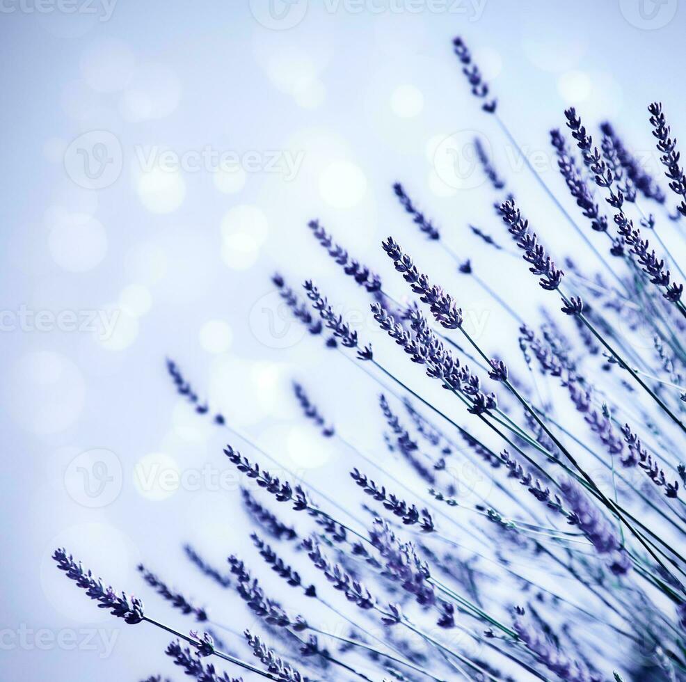 Lavender flower field background photo