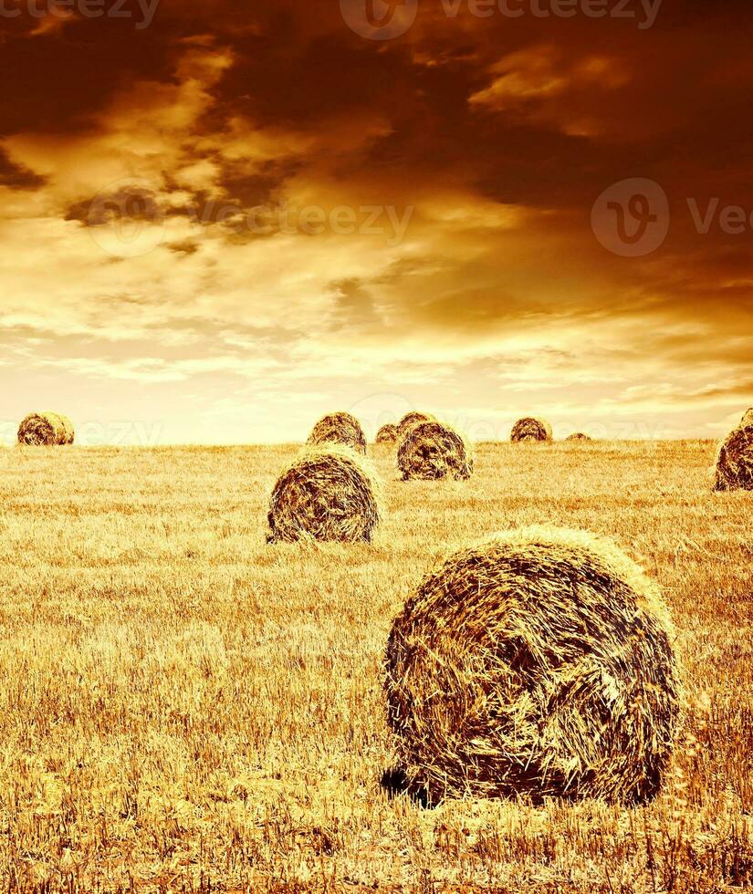 Wheat harvest time photo