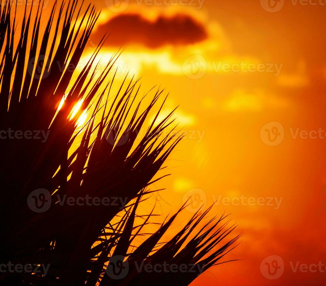 Palm silhouette over sunset photo