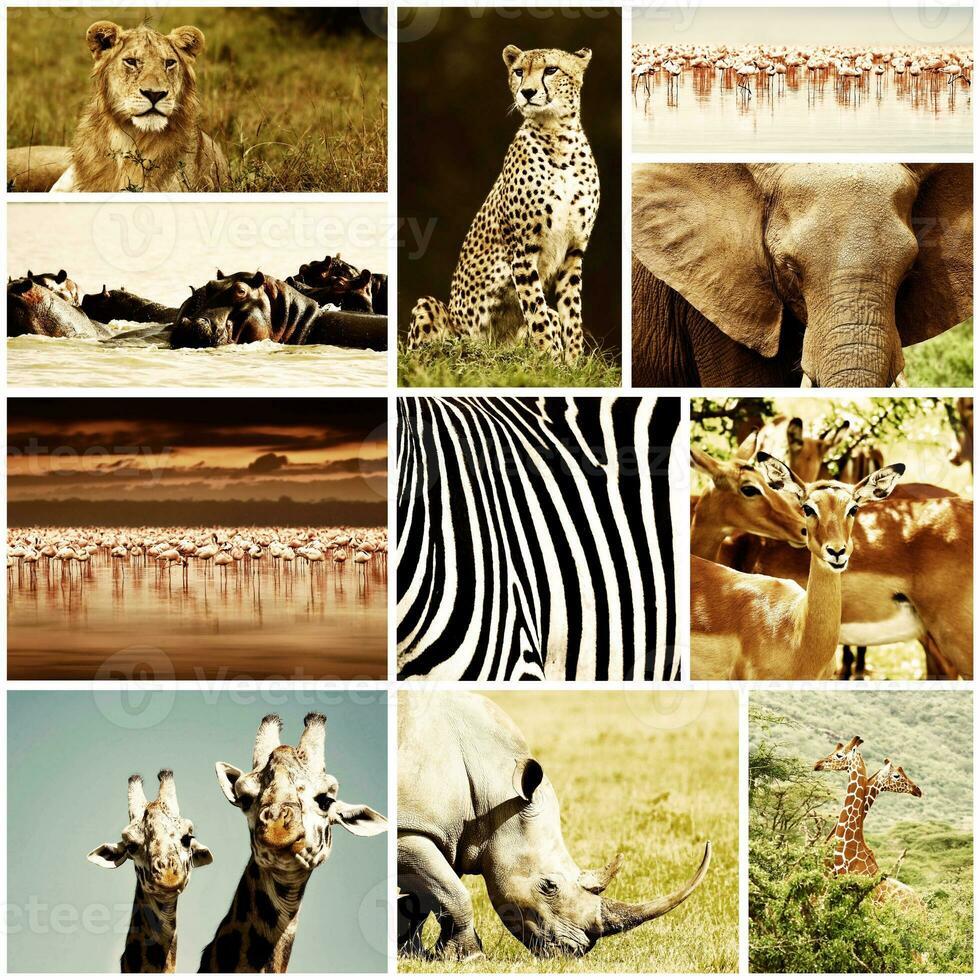 African Animals Safari Collage photo