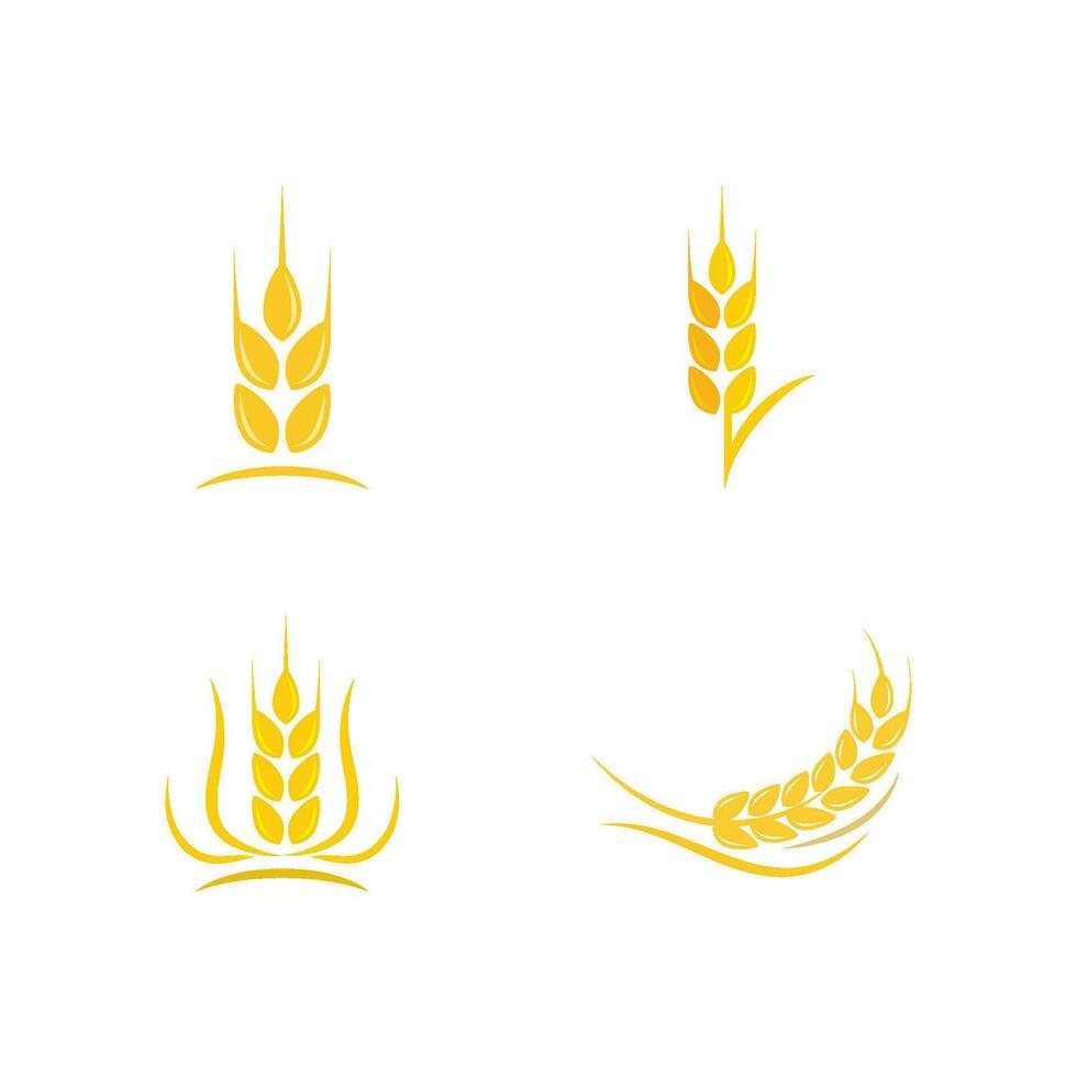 Agriculture wheat vector