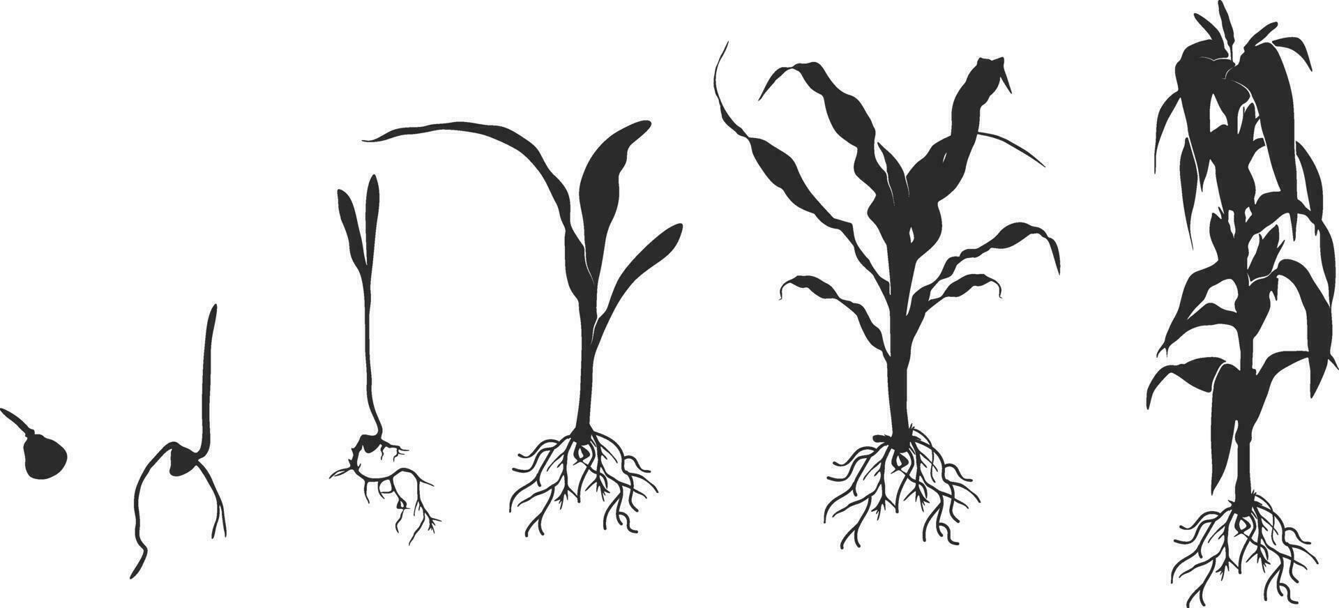vida ciclo de maíz maíz planta silueta, ciclo de crecimiento de maíz negro silueta, maíz vida ciclo silueta, maíz semilla creciente silueta, proceso de creciente maíz en agricultura vector