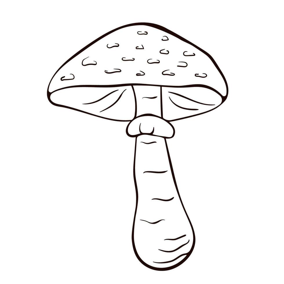 Parasol mushroom in line art style. Black and white vector sketch. Illustration Isolated on a white background.