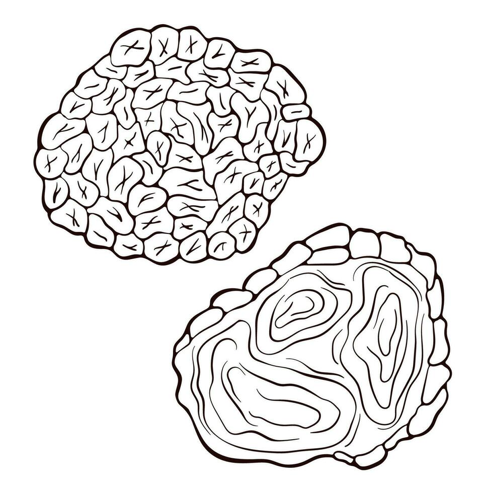 Truffle mushroom in line art style. Sketch mushroom drawing. Vector illustration isolated on a white background. Icons for menu, label, product packaging, recipe.