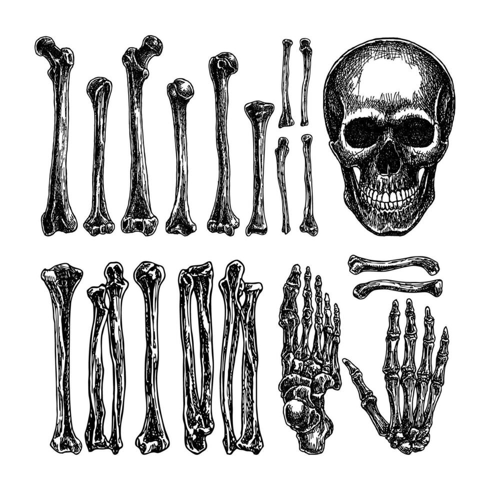 Vintage Skull head vector human bones, hand drawn illustration