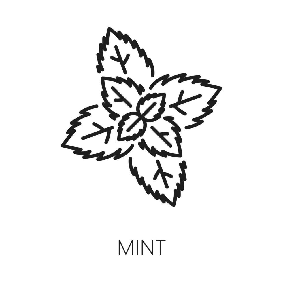 Peppermint isolate outline culinary herb watermint vector