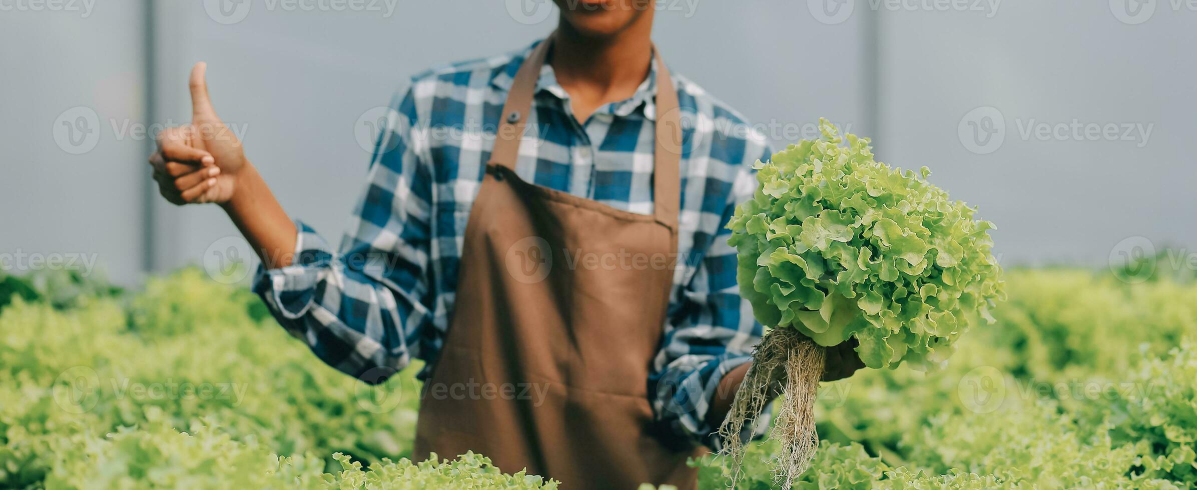 Young Asian woman and senior man farmer working together in organic hydroponic salad vegetable farm. Modern vegetable garden owner using digital tablet inspect quality of lettuce in greenhouse garden. photo