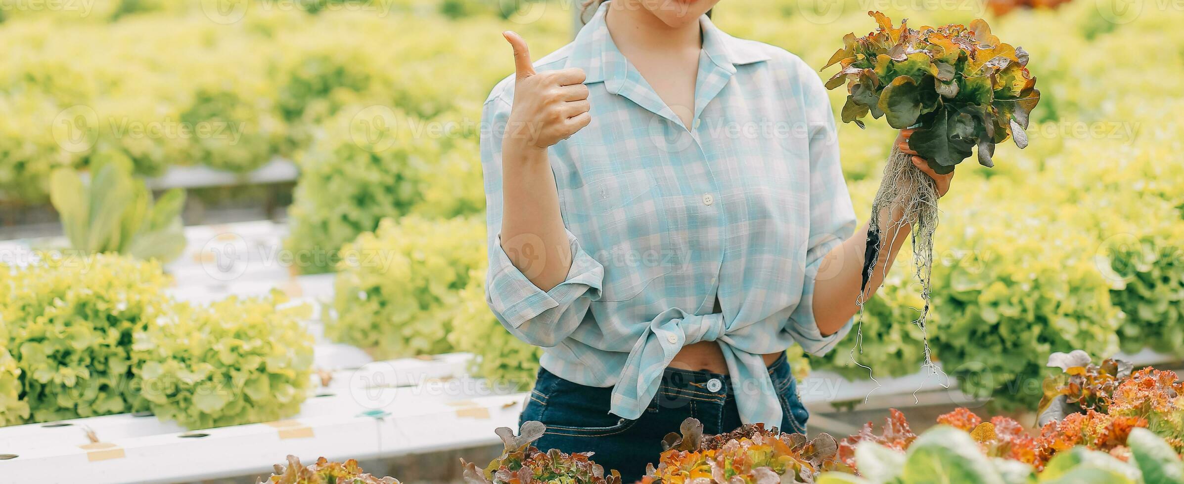 farmer cultivate healthy nutrition organic salad vegetables in hydroponic agribusiness farm. photo