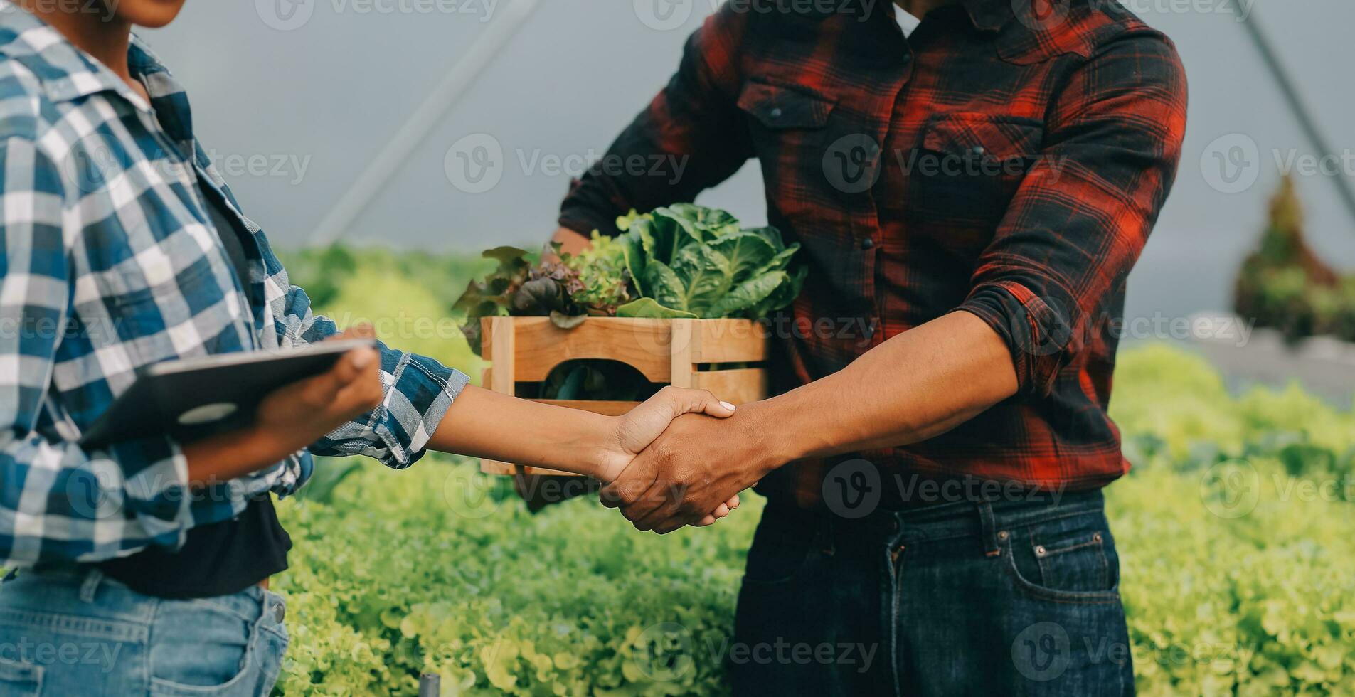 Young Asian woman and senior man farmer working together in organic hydroponic salad vegetable farm. Modern vegetable garden owner using digital tablet inspect quality of lettuce in greenhouse garden. photo