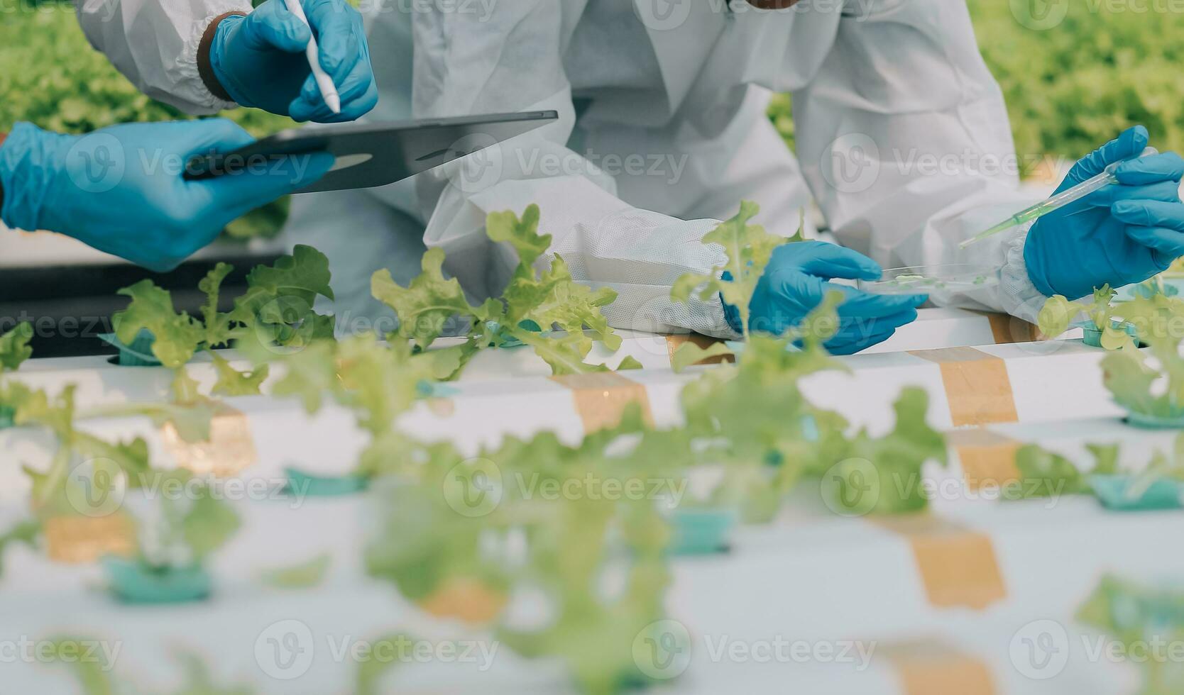 Man and woman use a test tube and a pipette while working in a greenhouse. photo