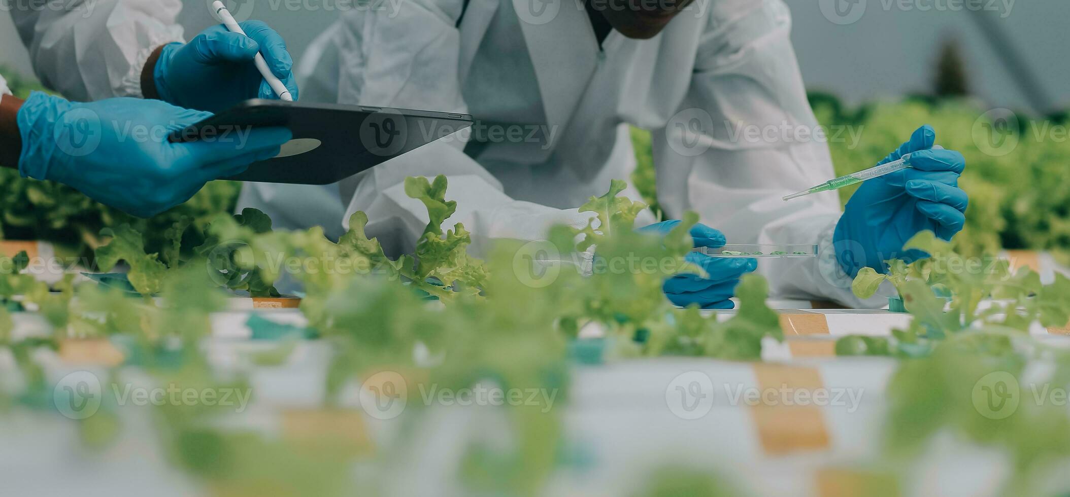 Two Asian farmers inspecting the quality of organic vegetables grown using hydroponics. photo