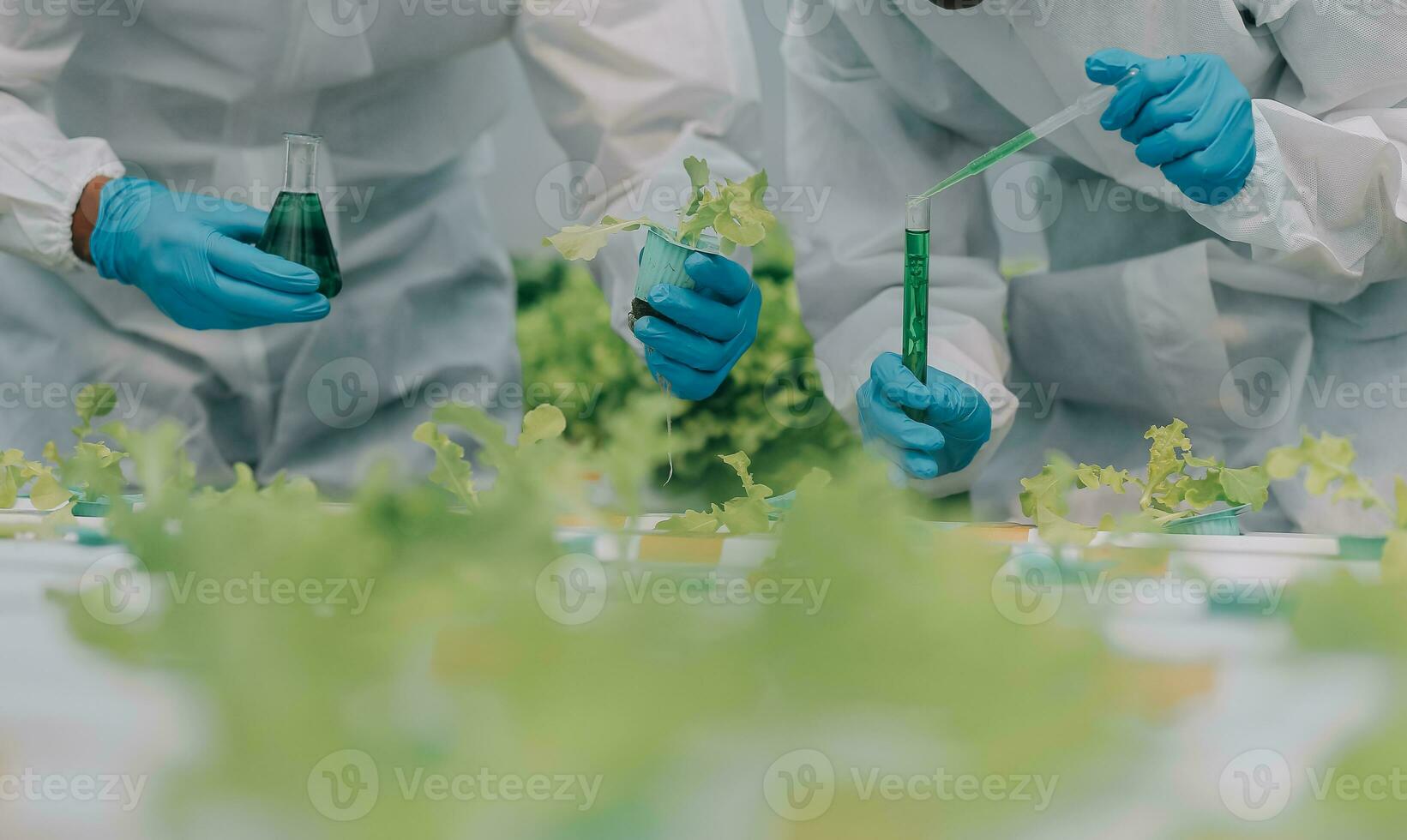 Two Asian farmers inspecting the quality of organic vegetables grown using hydroponics. photo