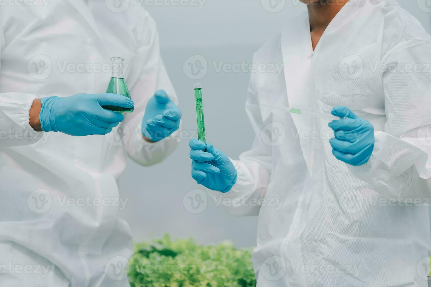 Two Asian farmers inspecting the quality of organic vegetables grown using hydroponics. photo