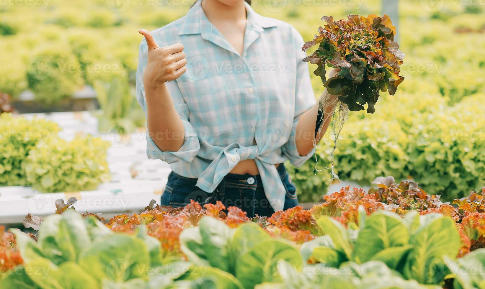 Woman gardener inspects quality of green oak lettuce in greenhouse gardening. Female Asian horticulture farmer cultivate healthy nutrition organic salad vegetables in hydroponic agribusiness farm. photo