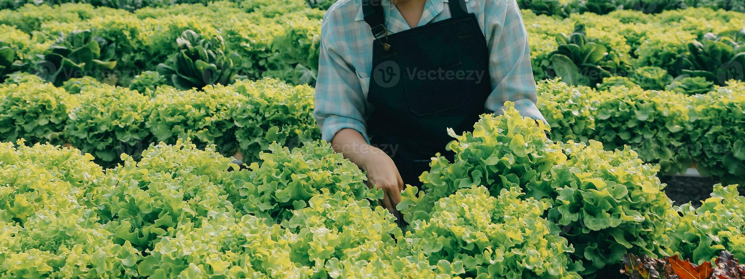 Woman gardener inspects quality of green oak lettuce in greenhouse gardening. Female Asian horticulture farmer cultivate healthy nutrition organic salad vegetables in hydroponic agribusiness farm. photo