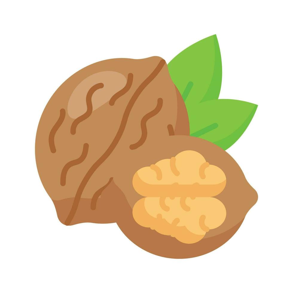 Healthy organic food, whole and peeled walnut vector design
