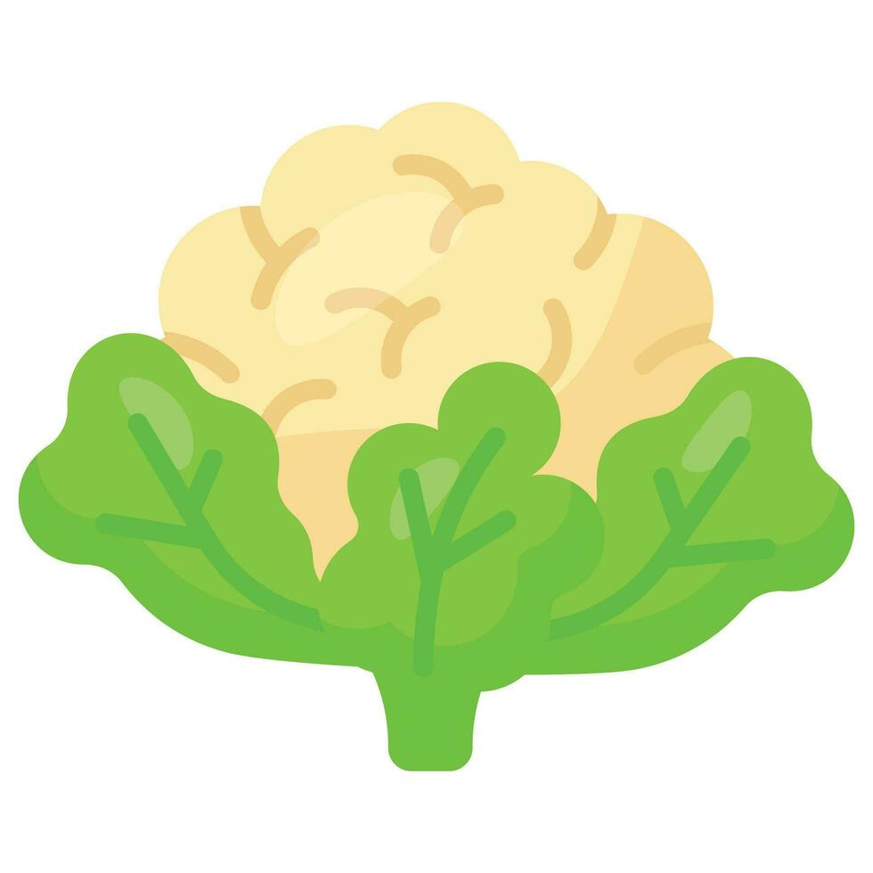 Fresh cauliflower with green leaves, healthy and organic food vector