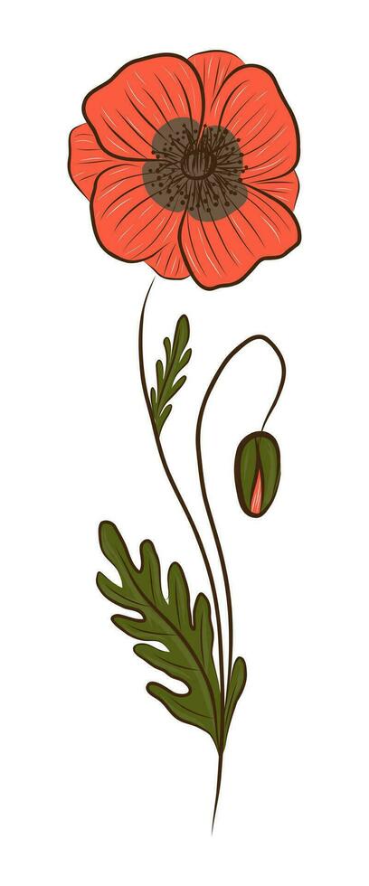RED POPPY IN VECTOR