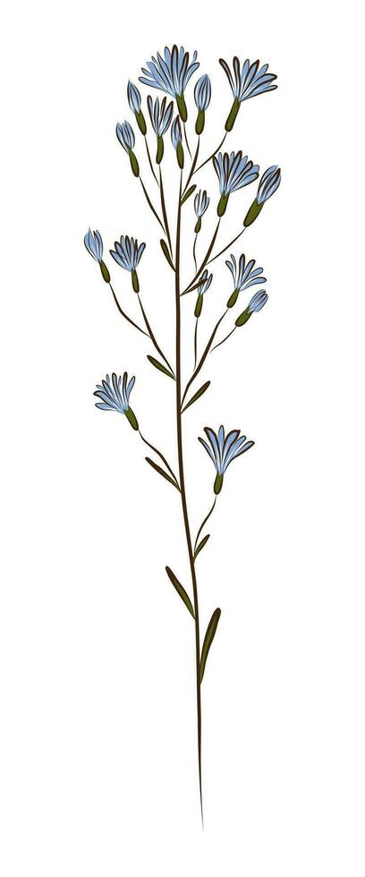 LIGHT BLUE MILKWEED IN VECTOR