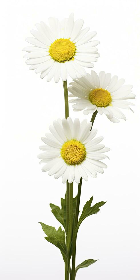 AI generated Common daisy isolated on white background. AI Generated photo