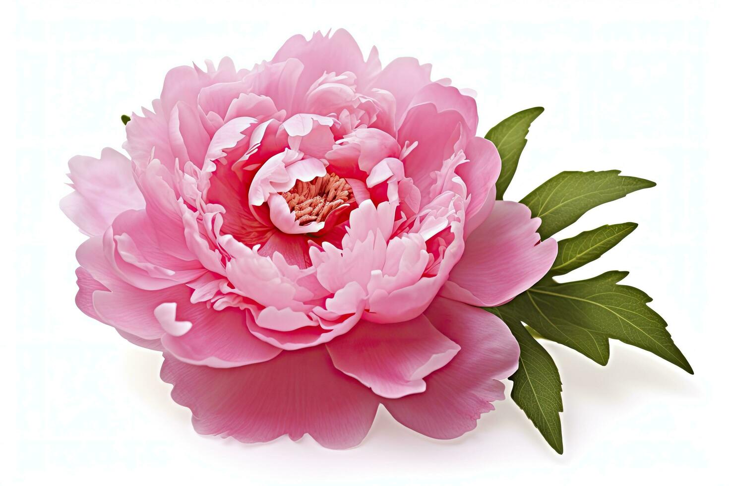 AI generated Peony isolated on white background. AI Generated photo