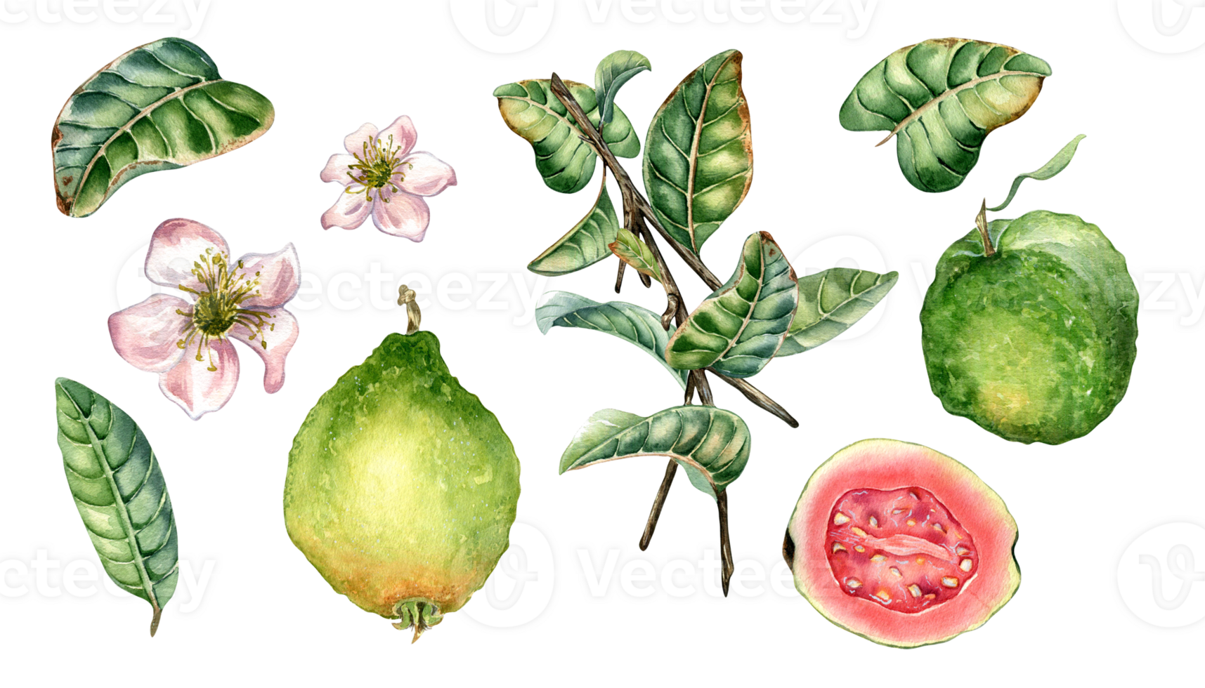 Set with branch of tree and guava fruits whole and sliced watercolor illustration. Green leaves, flowers of guajava hand drawn. Design for wrapping, packaging, label, poster. png