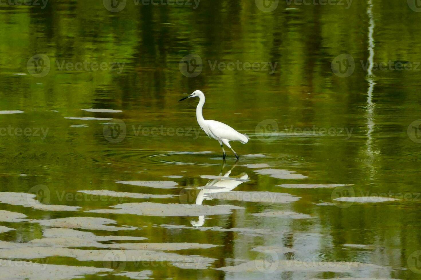 a white bird standing in the water with its long legs photo