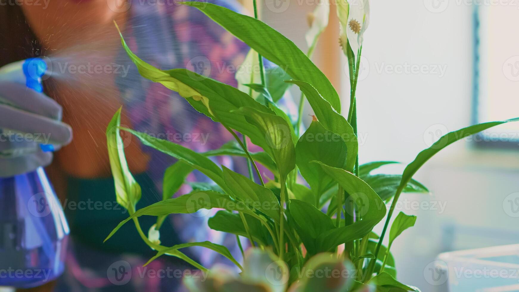 Woman watering flowers on kitchen table in the morning. Using fertil soil with shovel into pot, white ceramic flowerpot and plants prepared for replanting for house decoration spaying and caring them. photo