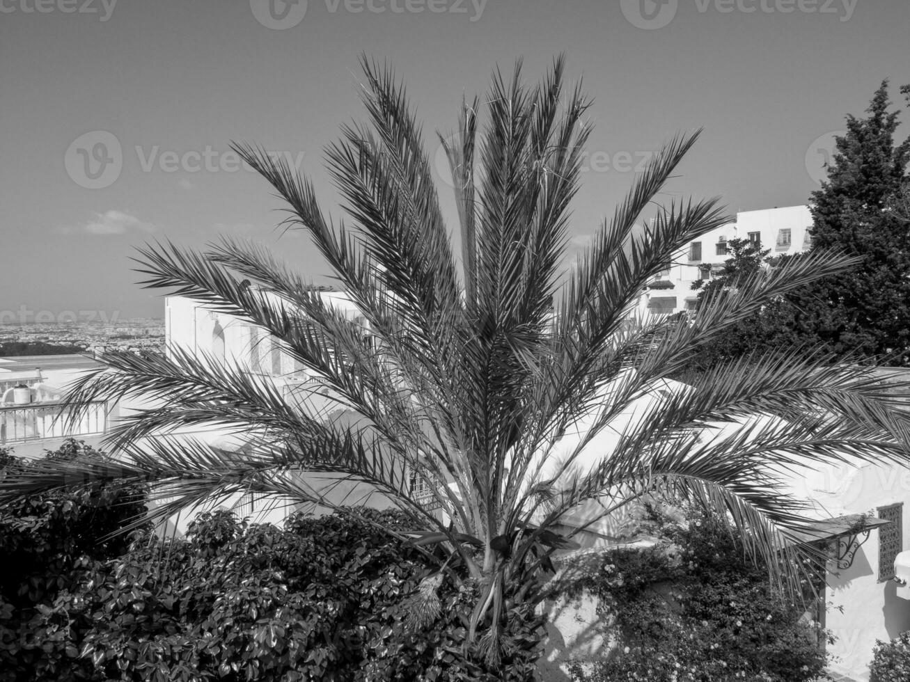 the city of Tunis in tunisia photo