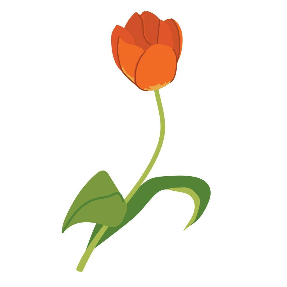 Tulip, blooming spring flower. Flower plant with red petals and leaves in flat style. Cartoon stylized vector illustration on white background.