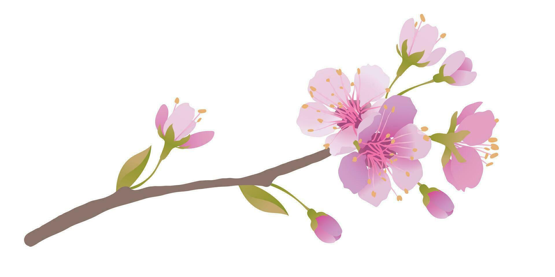 Branches of cherry blossoms on a white background. For spring greeting cards and cosmetics packaging. Branches with pink sakura blossoms. Vector illustration.