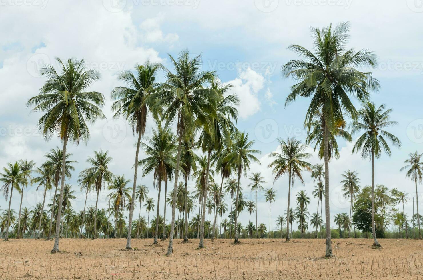 Coco palma arboles y mandioca plantación foto