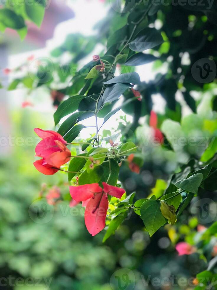 red flowers on a tree in the garden photo