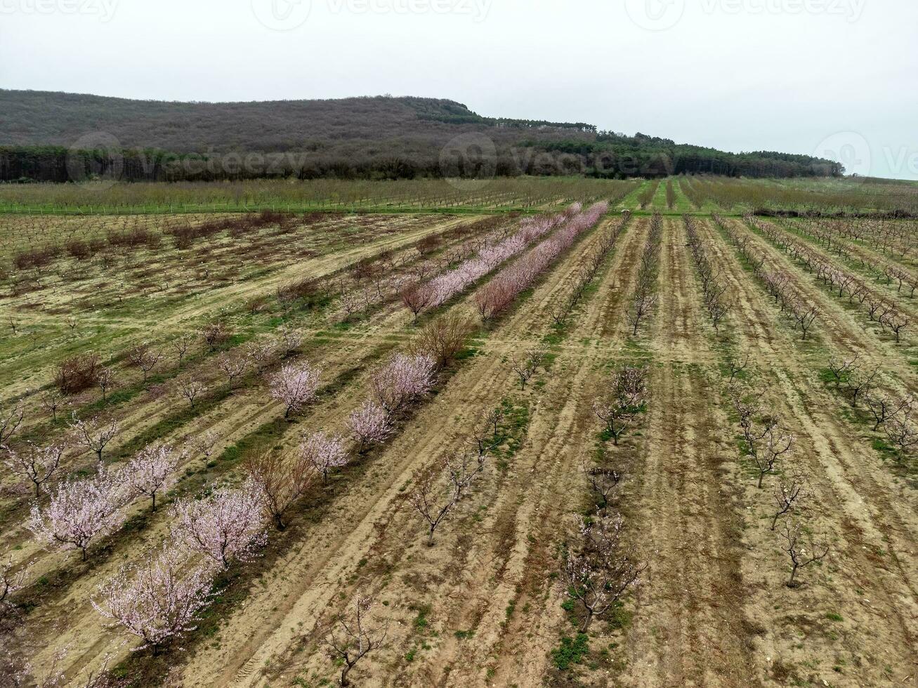 Aerial view of blooming peach trees at a fruit farm arranged in rows. Peach garden, row of blooming trees, pink flowers on the branches starting to bloom. Produce, agriculture, farming concept photo