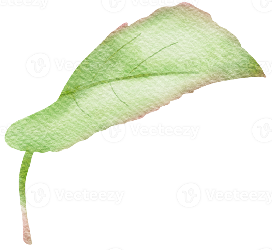 watercolor rose leave png