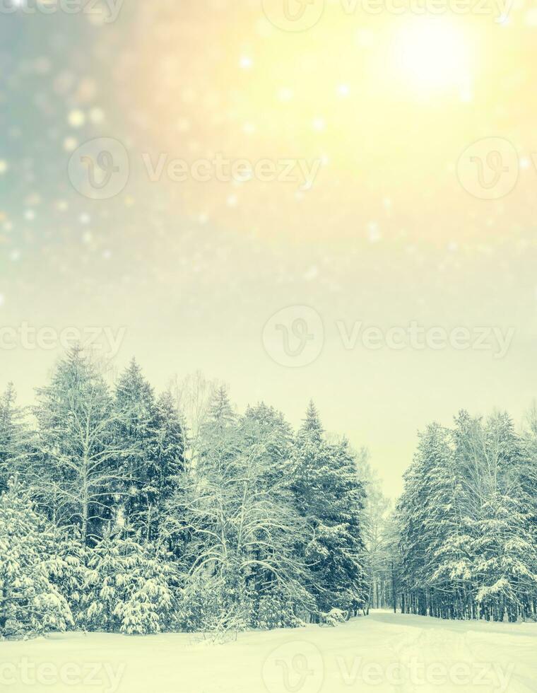 Landscape. Frozen winter forest with snow covered trees. photo