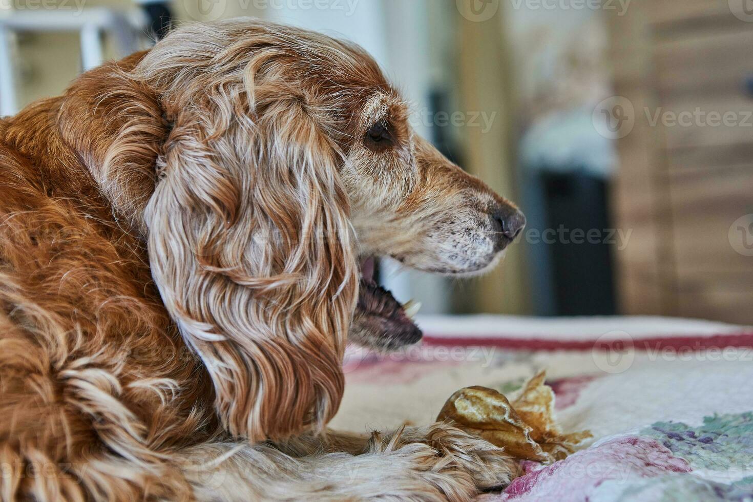 Adorable Red Cocker Spaniel Dog Eating a Pig's Ear While Lying on a Bed photo
