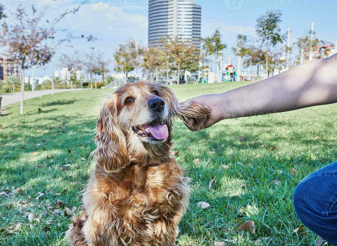 American Cocker Spaniel enjoying a leisurely walk in a green park with his owner photo