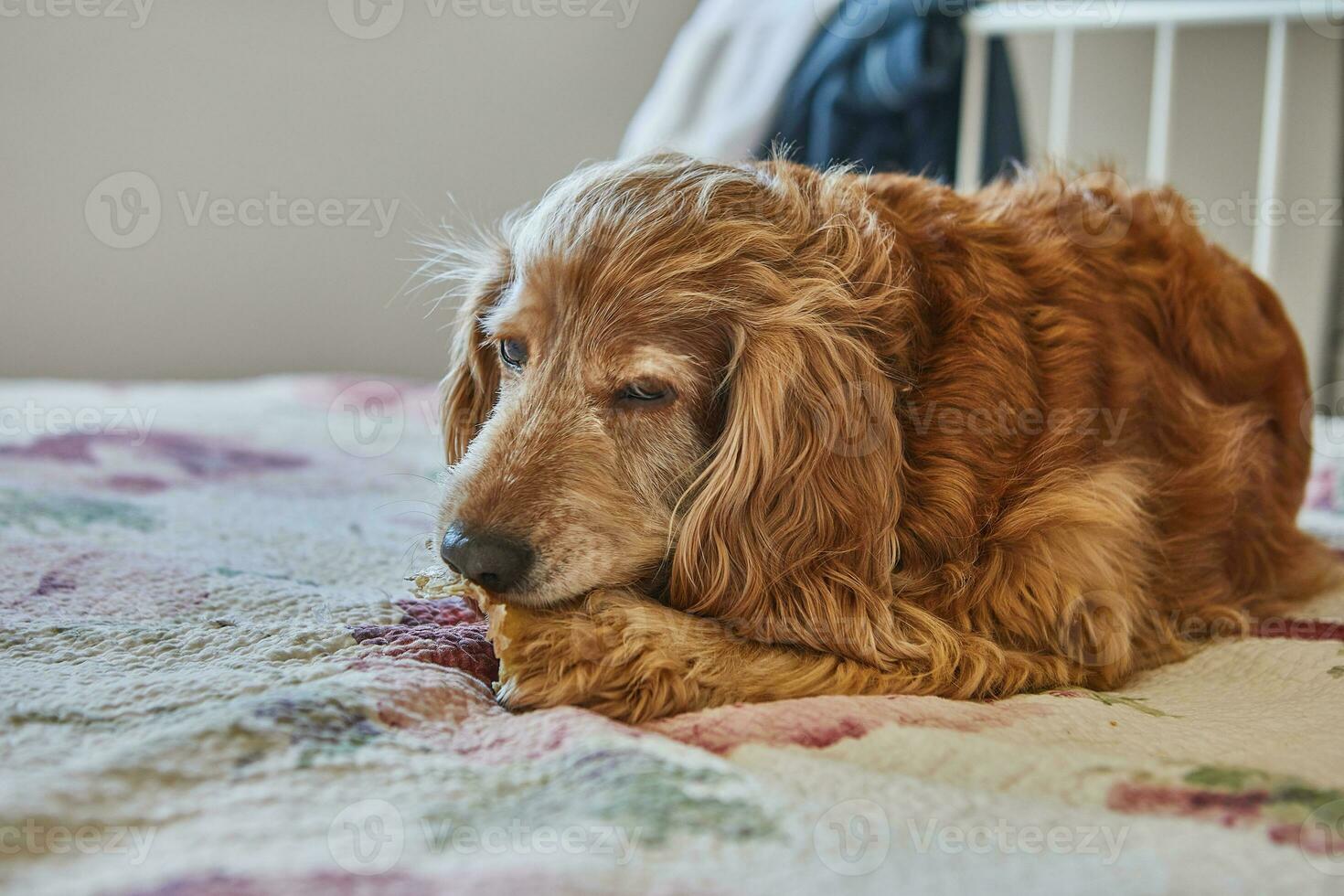 Adorable Red Cocker Spaniel Dog Eating a Pig's Ear While Lying on a Bed photo