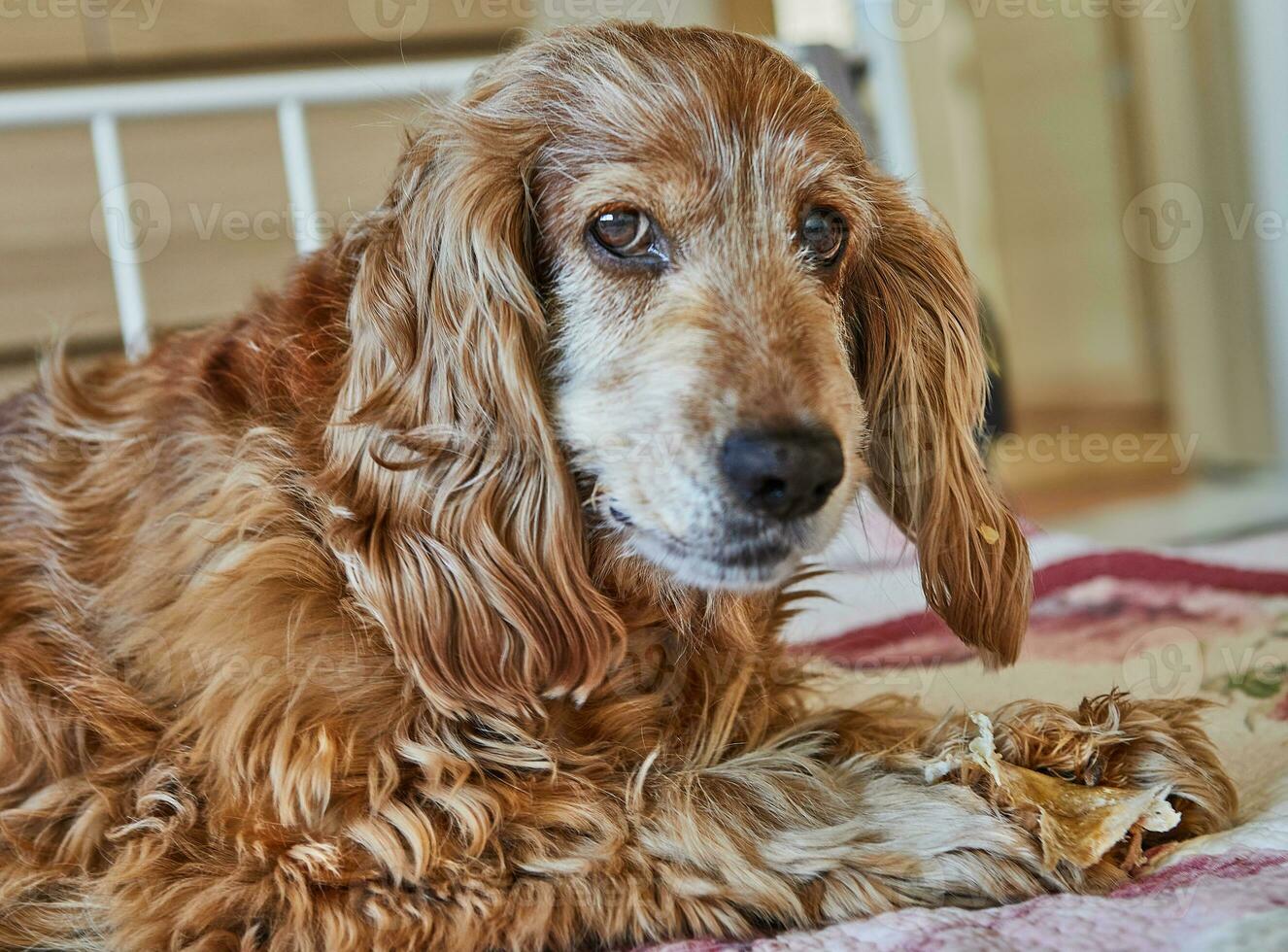 Adorable Red Cocker Spaniel Dog Eating a Pig's Ear While Lying on a Bed photo