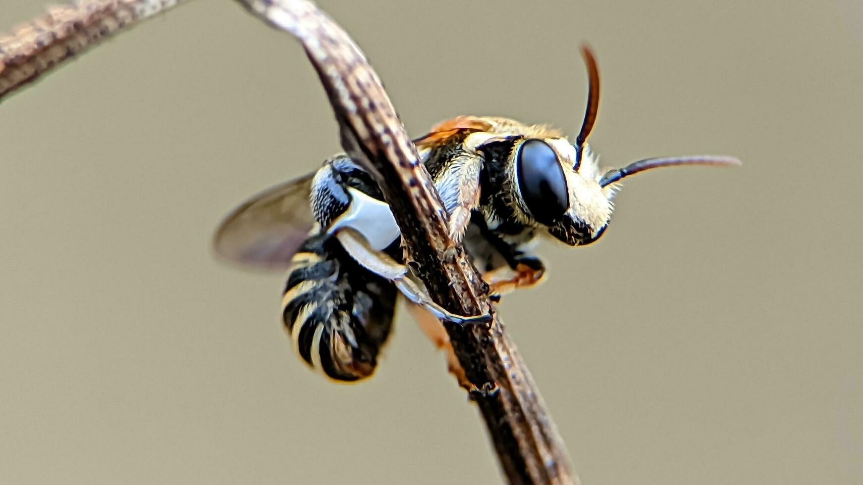 nomia, de cerca de un miel abeja en un césped vástago foto
