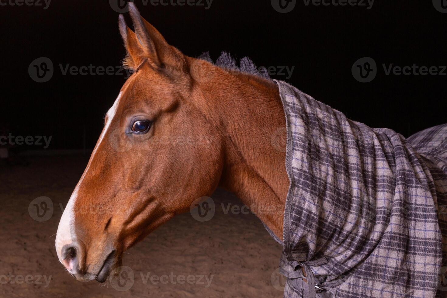 Portrait close up of a purebred saddle horse wearing checkered blanket photo