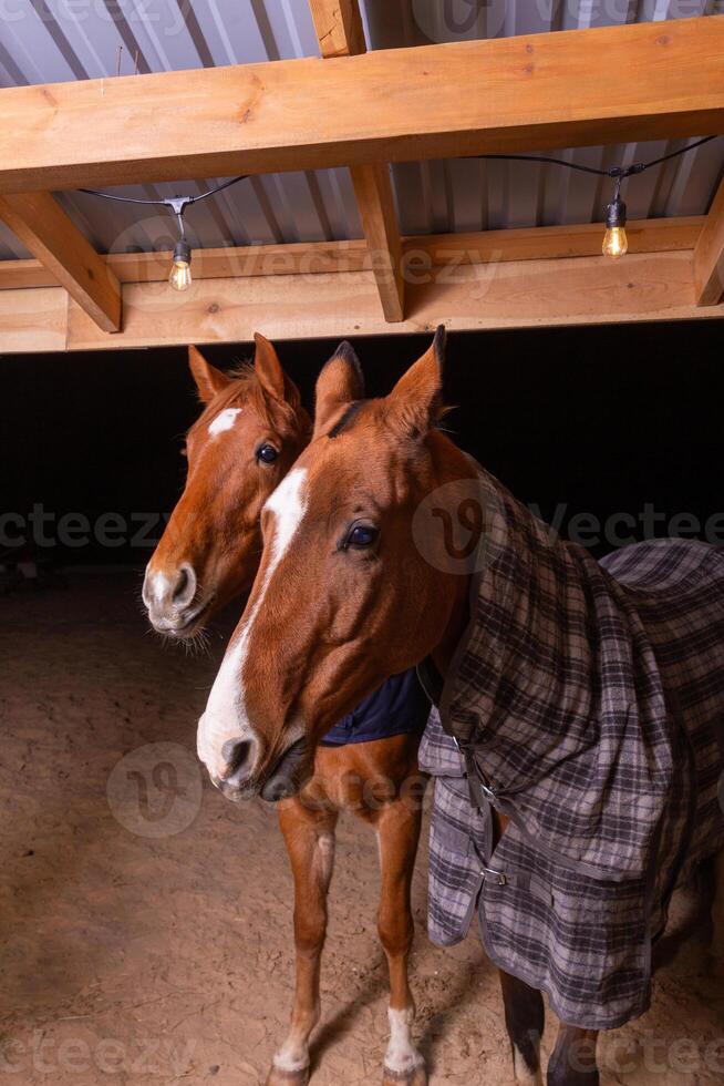 Portrait close up of two purebred saddle horses wearing checkered blanket photo