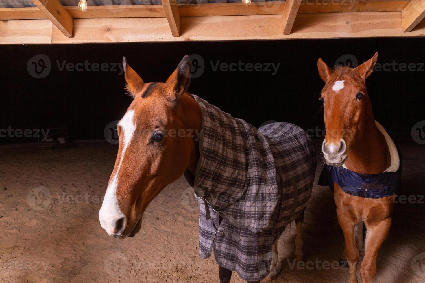 retrato cerca arriba de dos de pura raza ensillar caballos vistiendo a cuadros cobija foto